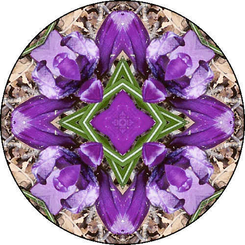 "Meditation is not a means to an end. It is both the means and the end." ~Jiddu Krishnamurti