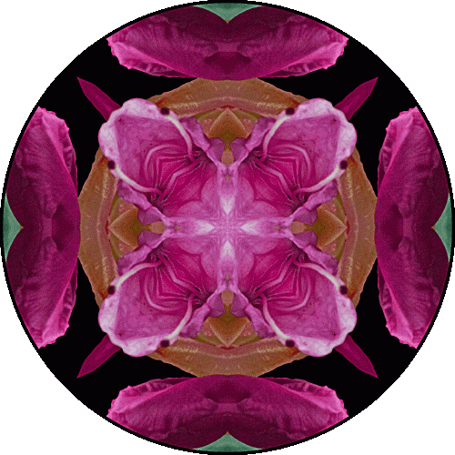 Daily Digital Mandala 533