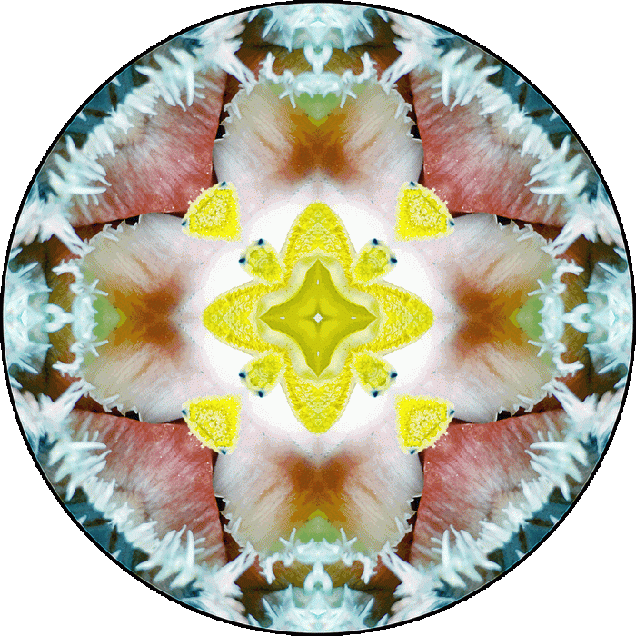 Daily Digital Mandala 882