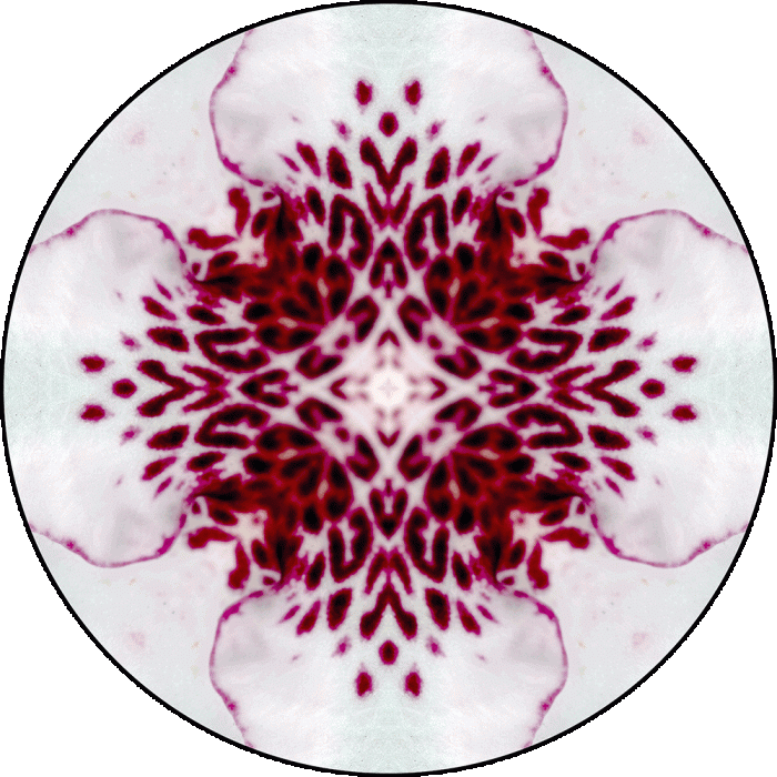 Daily Digital Mandala 884