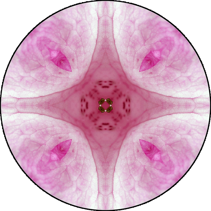 Daily Digital Mandala 889