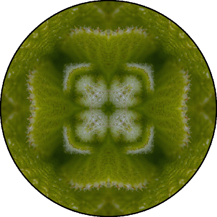 Daily Digital Mandala 880