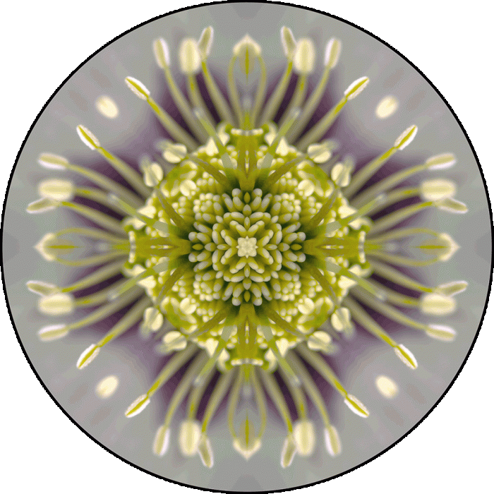 Daily Digital Mandala 881