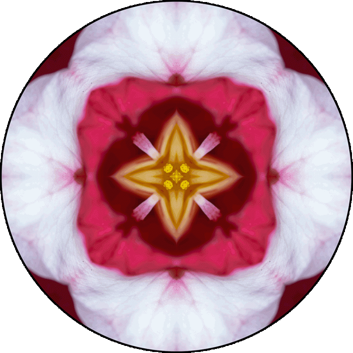 Daily Digital Mandala 894