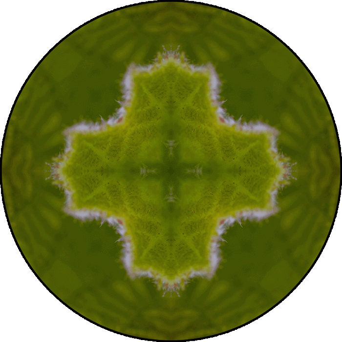 Daily Digital Mandala 898