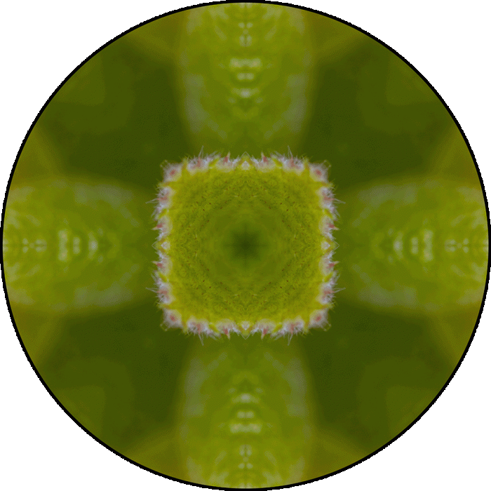 Daily Digital Mandala 916