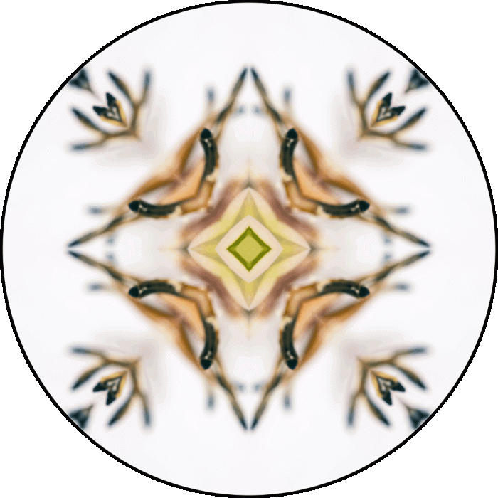 Daily Digital Mandala 922