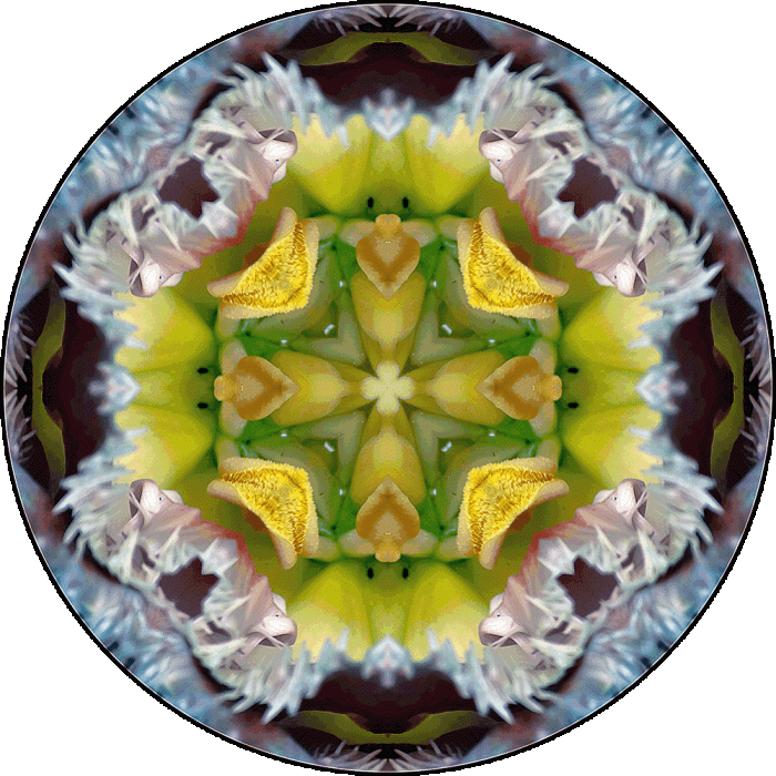 Daily Digital Mandala 972