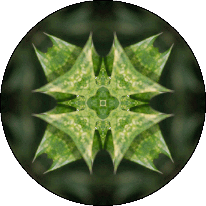 Daily Digital Mandala 1017