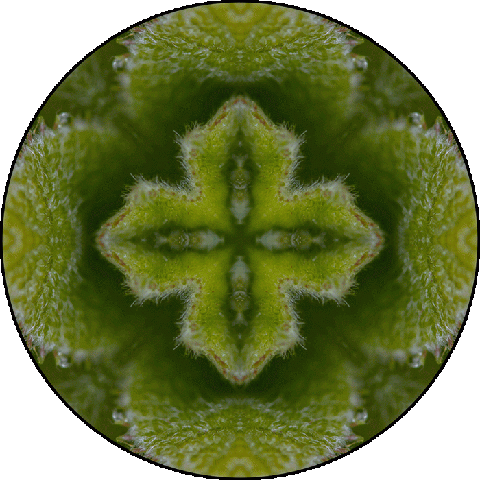 Daily Digital Mandala 987