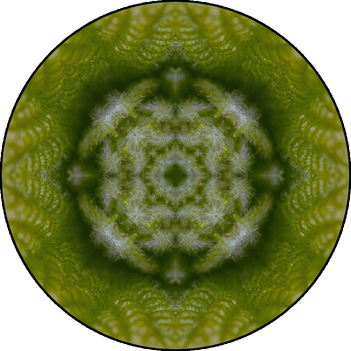 Daily Digital Mandala 1005